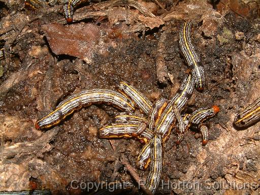 Lily Caterpillar 